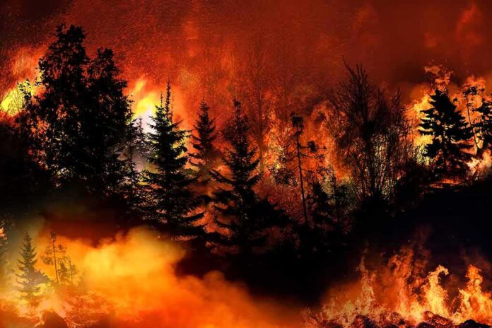1788639788 featured image Wildfire