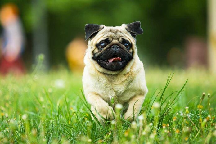 1091975180 featured image Pug running in grassy field
