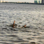Person's hand reaching out from the water