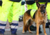 Service dog in vest among workers in high vis gear