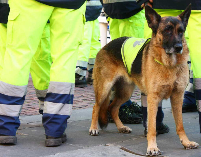 Service dog in vest among workers in high vis gear