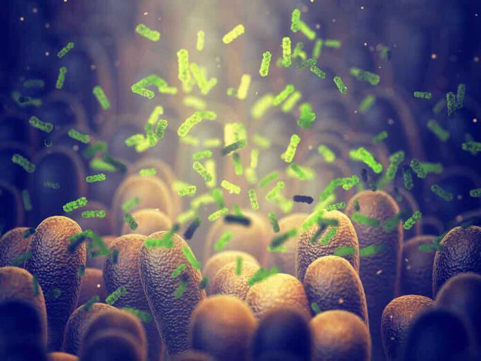 Green bacteria among intestine lining cells, microscopic view.