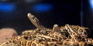 A group of pythons coiled together in a natural habitat