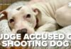 Judge EXECUTES Puppy — State Probe Launched