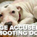 Judge EXECUTES Puppy — State Probe Launched