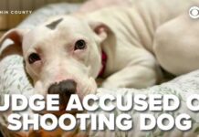 Judge EXECUTES Puppy — State Probe Launched