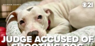 Judge EXECUTES Puppy — State Probe Launched