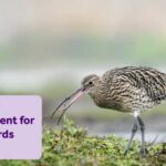 Grassland Management for wading birds
