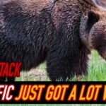 Hiker Survives Intense Grizzly Attack!