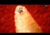 USDA confirms case of New World Screwworm in South Texas