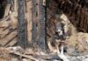 Home EXPLODES After Dog Did This! A dog sitting beside a burnt wooden structure in a rural area