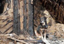 Home EXPLODES After Dog Did This! A dog sitting beside a burnt wooden structure in a rural area