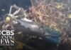 5 Americans among 7 killed in luxury safari helicopter crash in Kenya