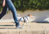 Senior Woamn ARRESTED After Crushing Puppies Head! Small dog on leash walking beside person in jeans