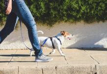 Small dog on leash walking beside person in jeans