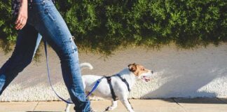 Small dog on leash walking beside person in jeans