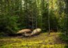 Abandoned metal tanks lying on mossy forest floor