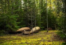 Lost WW2 Plane Found 50 Years Later! Abandoned metal tanks lying on mossy forest floor